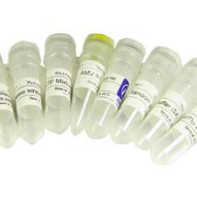 Fmoc-L-羥脯氨酸CAS號:88050-17-3