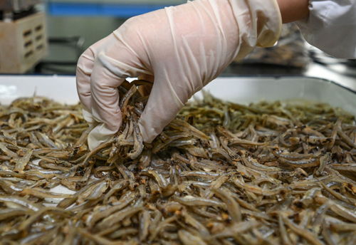 鏡觀 回響丨中非農(nóng)業(yè)合作,結(jié)出 看得見摸得著 的碩果